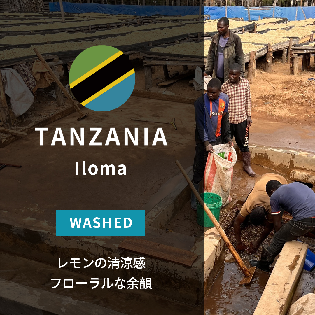 Tanzania Iloma Washed(25/26年クロップ) | ORIGIN COUNTRIES for